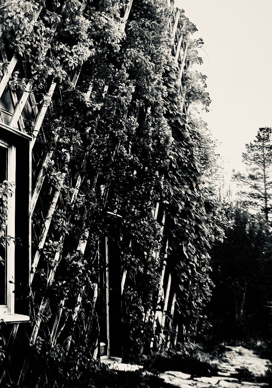 8 Referencia - con la idea de envolver la casa - casa jardín - con andamios de madera enredados con plantas